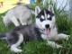 Chiots type husky sibérien