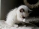 Chatons Ragdoll disponible de suite