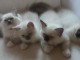 Chatons Ragdoll disponible de suite