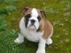 Adorable Bb Chiot  bulldog anglais