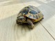 Donne tortue de terre Hermann Femelle