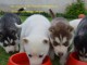  Donne  chiots husky sibérien 0644632517