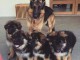 9 CHIOTS BERGERS ALLEMANDS  LOF (6 FEMELLES & 3 MÂLES)