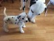 CHIOTS DALMATIENS  LOF POUR MAISON DEFINITIF