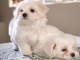 CHIOTS BICHONS FRISÉS  LOF disponible  de suite