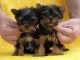 CHIOTS YORKSHIRE TERRIER LOF ADOPTIONS