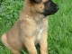 12 CHIOTS BERGERS BELGES MALINOIS  LOF 