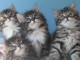 Chatons Type Siberien pour famille