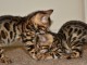 magnifiques chatons bengal