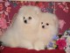 magnifiques chiots spitz nain