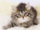 Chatons Type siberien