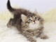 Chatons siberien disponible