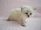 magnifiques chatons siberien disponible de suite