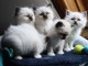 Chatons Ragdoll disponible de suite