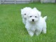 ! ! ! ! ! Chiots Bichon maltais disponible de suit! !