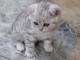 Chatons British shorthair à donner