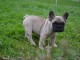  Don chiot bouledogue francais LOF