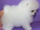 Type Pomeranien teacup non lof