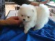 Chiots Type spitz nain pour famille