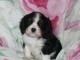 Don chiot Cavalier King Charles Spaniel femelle