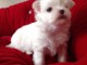 A donner chiot type Bichon maltais femelle non lof