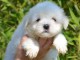 Adorable (femelle) COTON de TULEAR non lof