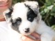 A DONNER MAGNIFIQUE border collie urgent