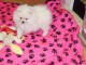 A DONNER Jolie chiot Spitz Allemand Femelle Naine