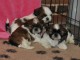 Chiots shih tzu disponibles tout de suite!