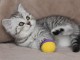 Chatons British shorthair à donner