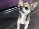 Chiot femelle chihuahua poils courts non lof de 3 mois