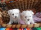 adorables chiots Bichon Maltais Mâles