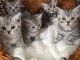 Chatons British shorthair à donner