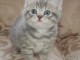 Chatons British shorthair à donner