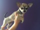 Chiot chihuahua femelle poils courts non lof