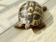 Cède tortue femelle de terre Hermann