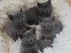 adorables chatons chartreux