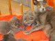 Jolis Chatons Chartreux 