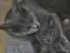 Superbes bébés chartreux sont disponibles de suite