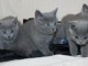  5 petites femelles et mâles Chartreux