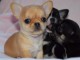 Superbes Chiots Chihuahua Pure Race