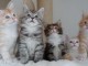 Superbes chatons maine coon