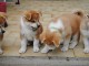 Chiots akita inu pour adoption