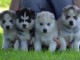 Superbes Chiots Siberian Husky Pure Race