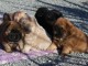 Magnifiques Chiots Chow Chow Pure Race