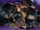 Superbes Chiots Yorkshire Terrier Pure Race