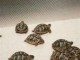 Superbes Tortues terrestres Hermann Testudo Hermanni