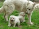 Chiots Berger Blanc Suisse Pure Race