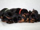 Magnifiques Chiots Rotweiller Pure Race