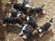 Superbes Chiots Beagle Pure Race